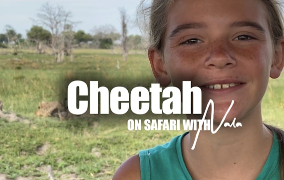 On Safari with Nala - Cheetah