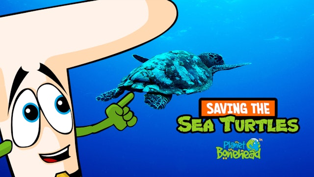 Planet Bonehead - Episode 1: Saving the Sea Turtles