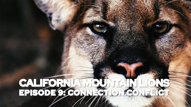 California Mountain Lions Episode 9