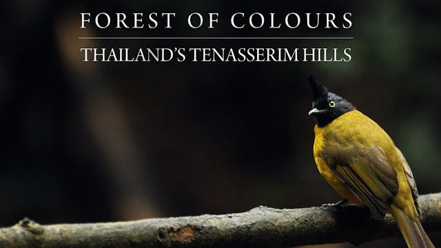 Forest of colours Thailand’s Tenasser...
