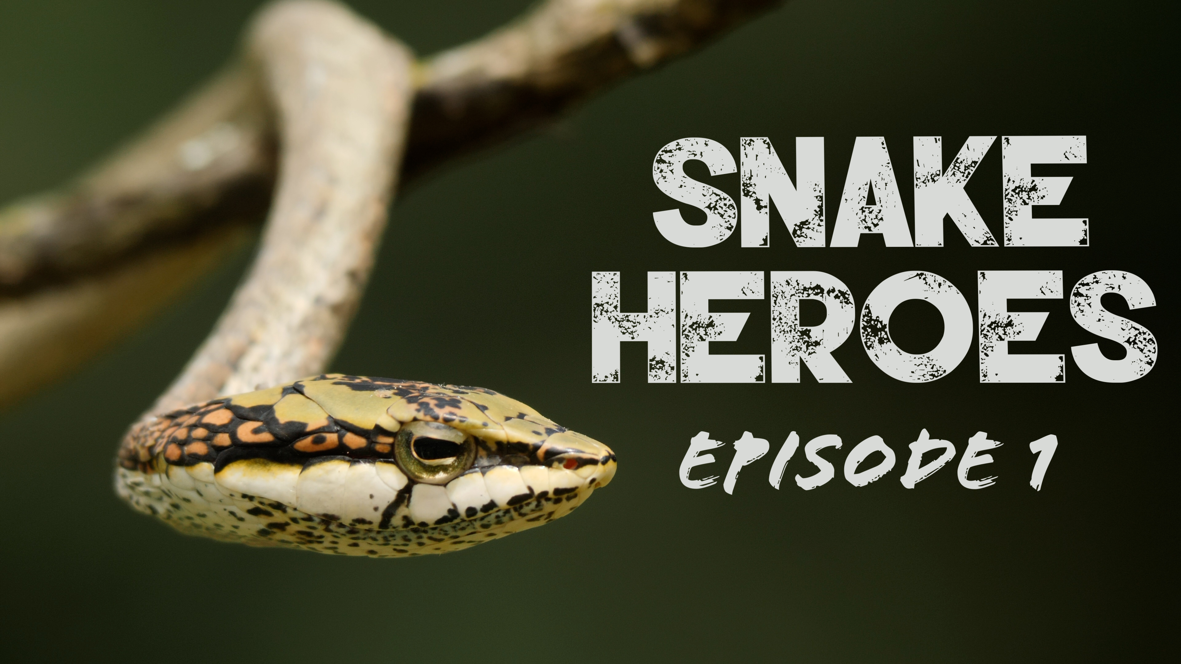 Snake Heroes 1 - How did you become interested in snakes?