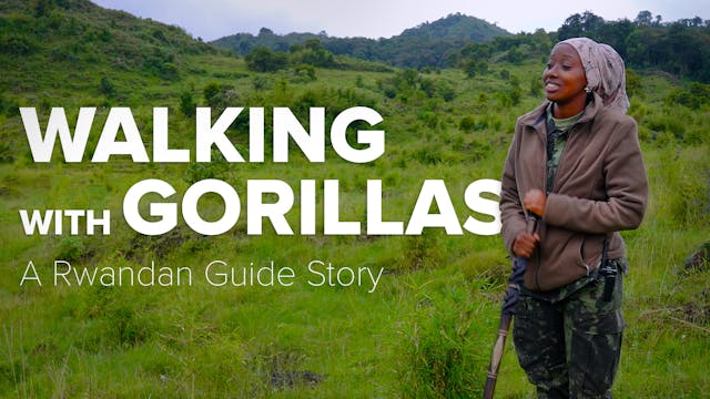 Walking With Gorillas - A Rwandan Gui...