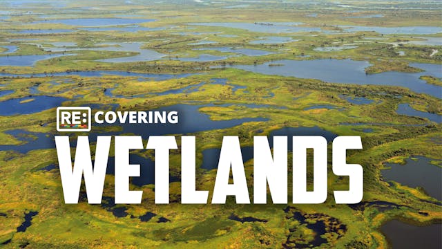 Recovering Wetlands