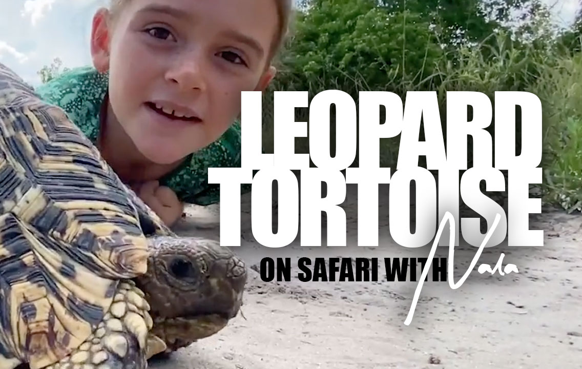 On Safari with Nala - Leopard Tortoise