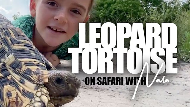 On Safari with Nala - Leopard Tortoise