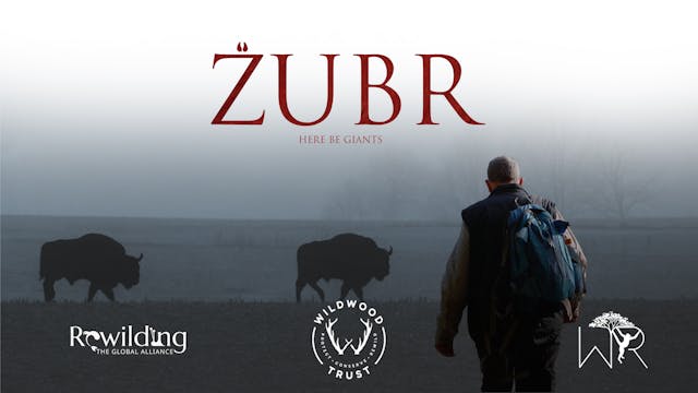 Zubr WCFF 2025