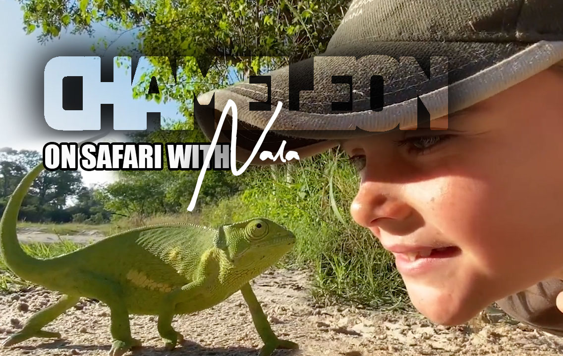 On Safari with Nala - Chameleon