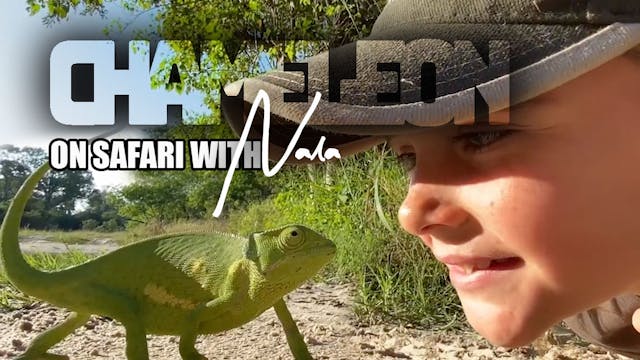 On Safari with Nala - Chameleon