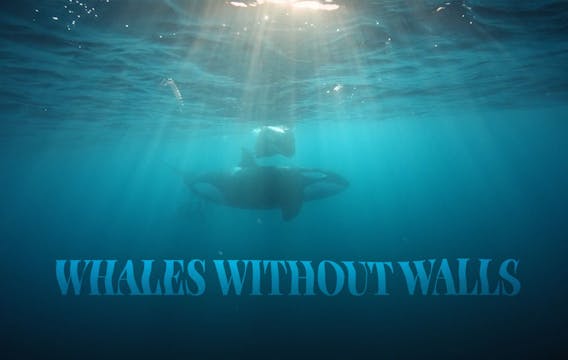 Ecoflix- NGO Whale Sanctuary Trailer