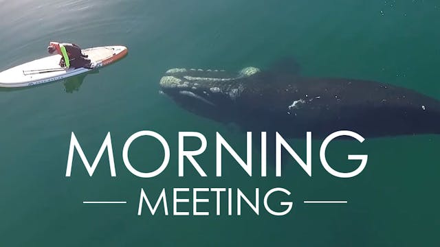 Humpback whale greets humans