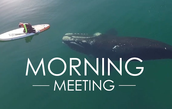 Humpback whale greets humans