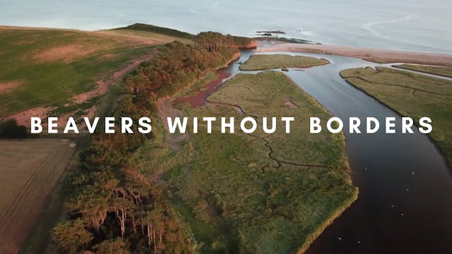 Beavers without Borders