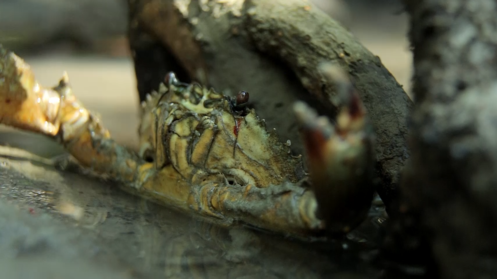 Wet Tropics - Linc Walker