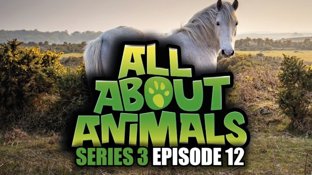 All About Animals - Series 3 - Episode 12