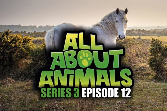 All About Animals - Series 3 - Episode 12