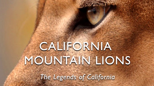 California Mountain Lions