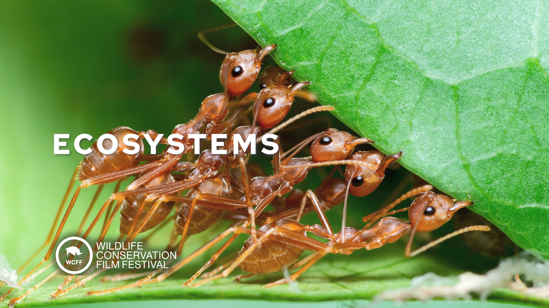Ecosystems WCFF2023