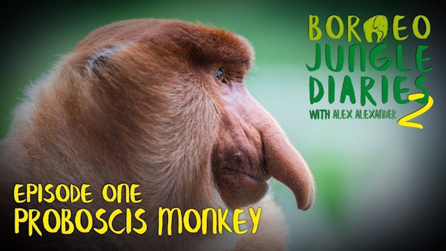 Borneo Jungle Diaries - series 2, episode 01