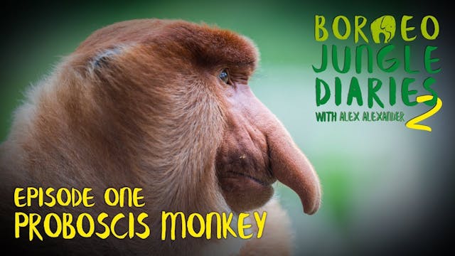 Borneo Jungle Diaries - series 2, epi...