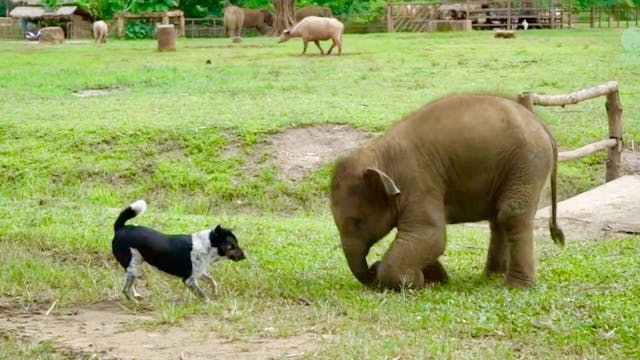 Elephant and dog become friends
