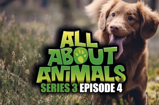 All About Animals - Series 3 - Episode 4