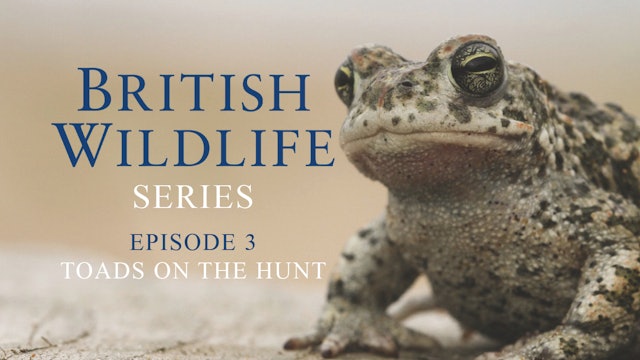British Wildlife Series -Episode 3 -Toads On The Hunt