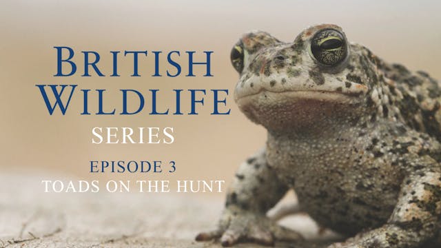 British Wildlife Series -Episode 3 -T...