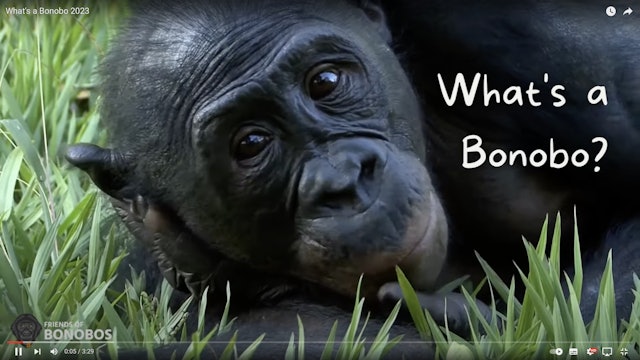 What's a Bonobo 