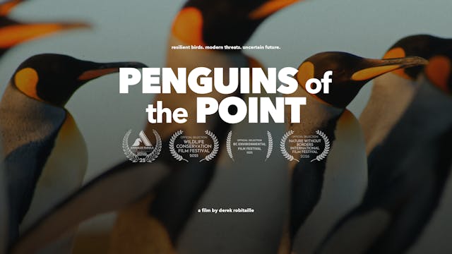 Penguins of the Point WCFF 2025