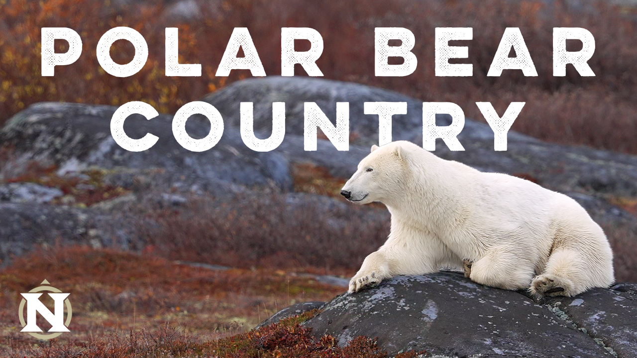 Polar Bear Country WCFF 2025