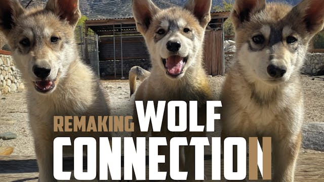 Out Now: Remaking Wolf Connection 2 