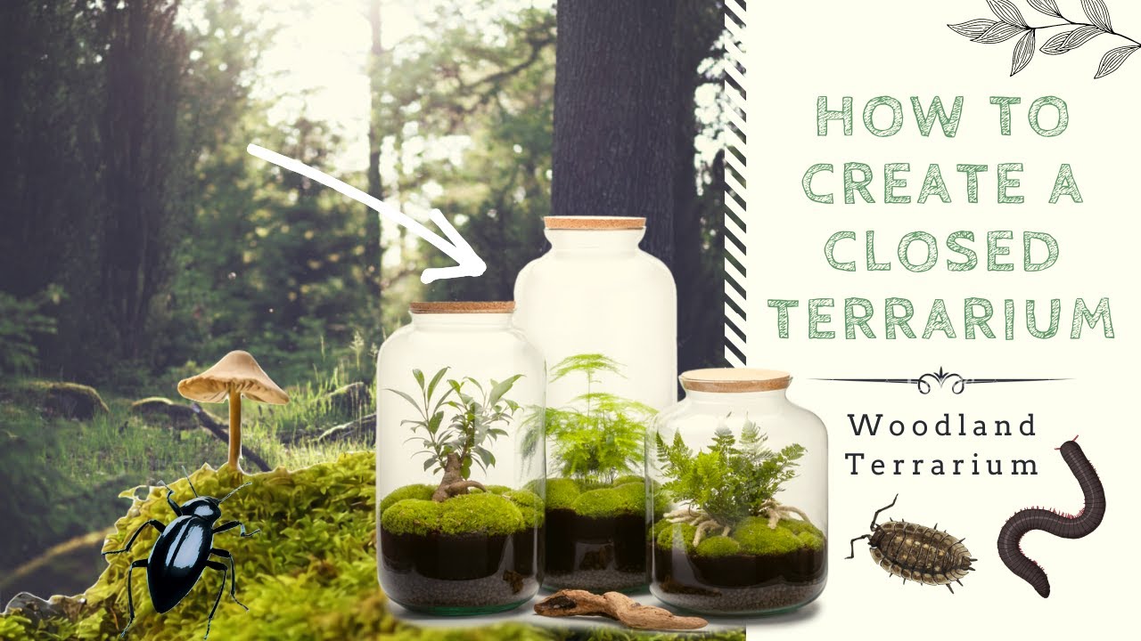 Natural World Facts - How To Create a Closed Native Terrarium