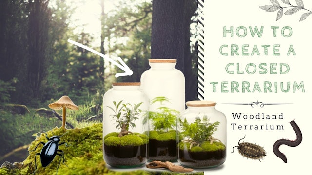 Natural World Facts - How To Create a Closed Native Terrarium