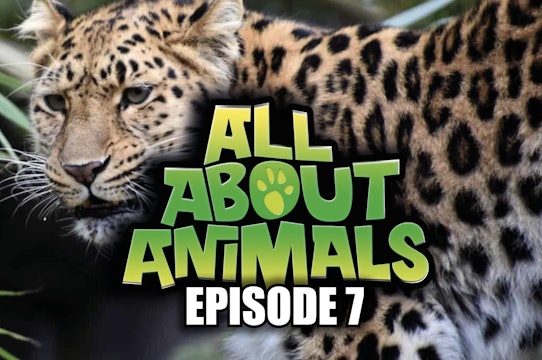 All About Animals - Series 1 - Episode 7