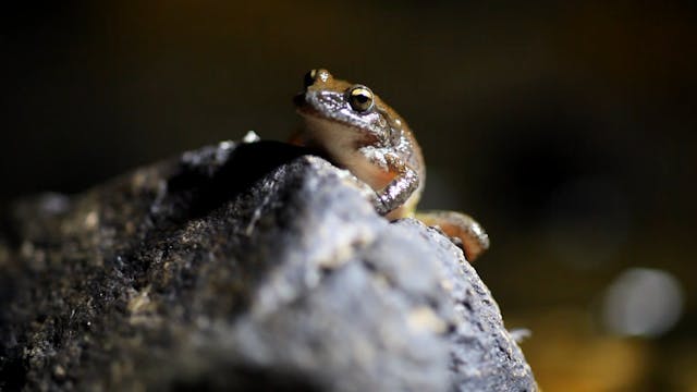 Australian Alps - David Hunter