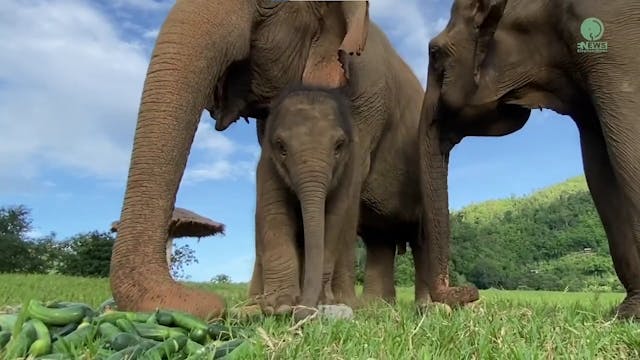 Baby Elephant Learns How To Eat Pumpkin