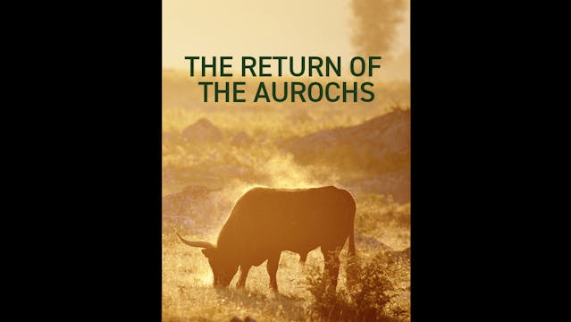 The Return Of The Aurochs Teaser WCFF...