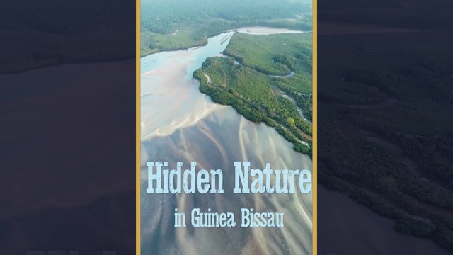 Hidden Nature in Guinea Bissau (Trailer)
