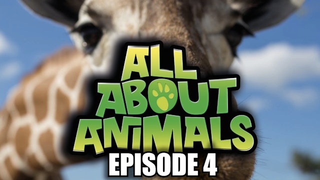 All About Animals - Series 1 - Episode 4