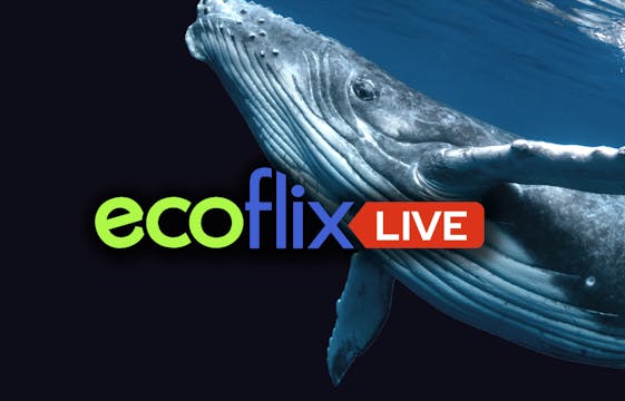 Ecoflix Live with Global Environment ...