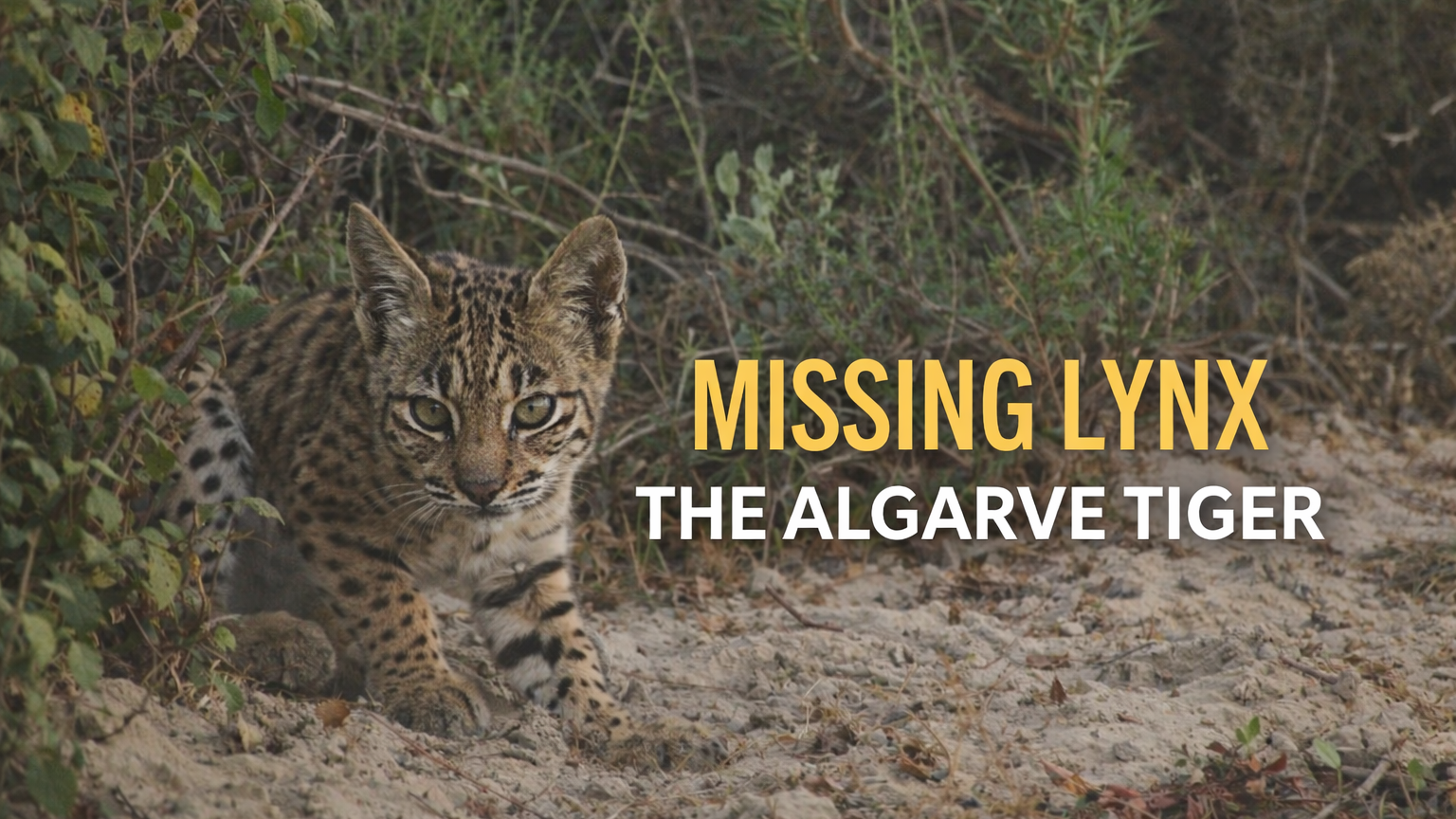 Missing Lynx: The Algarve tiger