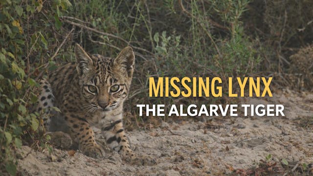 Missing Lynx: The Algarve tiger