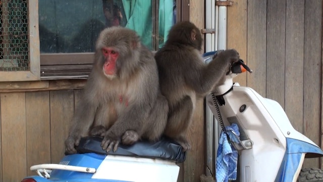 Macaques Play on Scooter