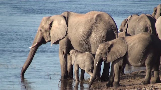Elephants at the waterhole, part 1