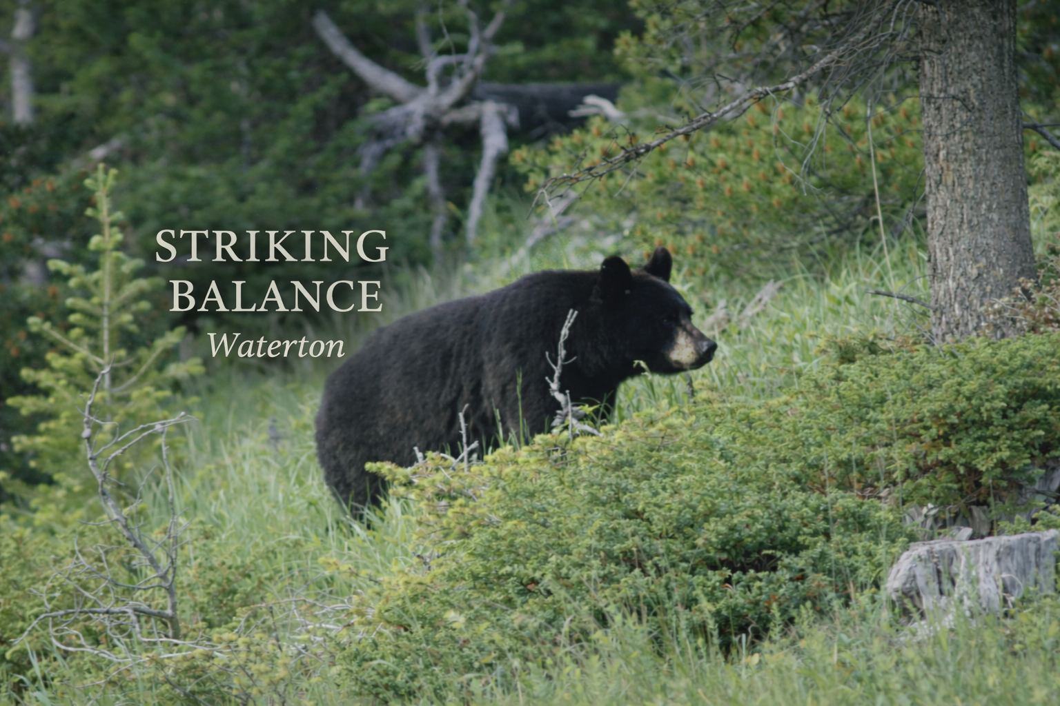 Striking Balance - Waterton