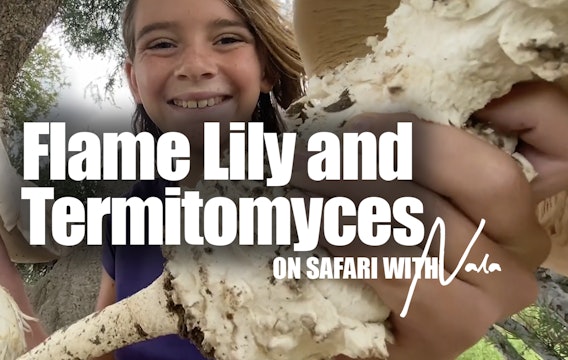 On Safari with Nala - Flame Lily and Termitomyces