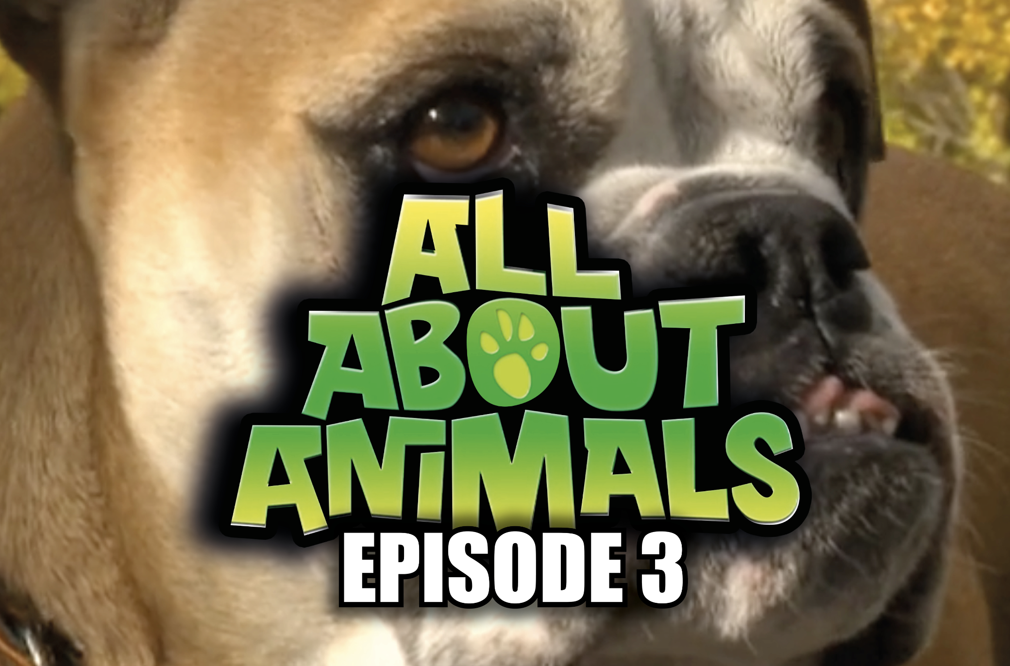 All About Animals - Series 1 - Episode 3