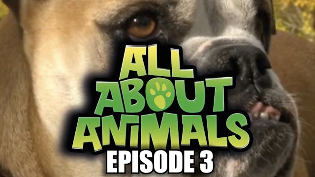 All About Animals - Series 1 - Episode 3