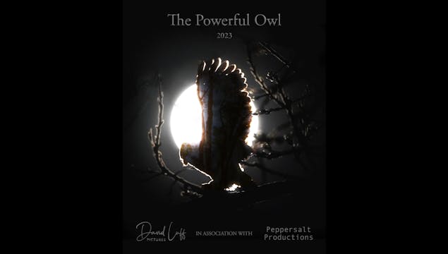 The Powerful Owl Teaser WCFF2023