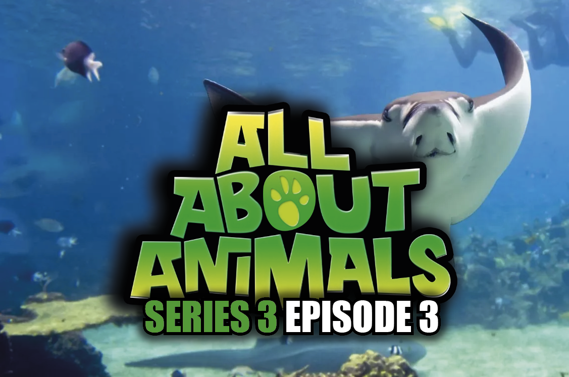All About Animals - Series 3 - Episode 3